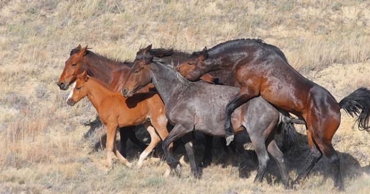 Спаривание и размножение лошадей и других животных Случка ишака с кобылой